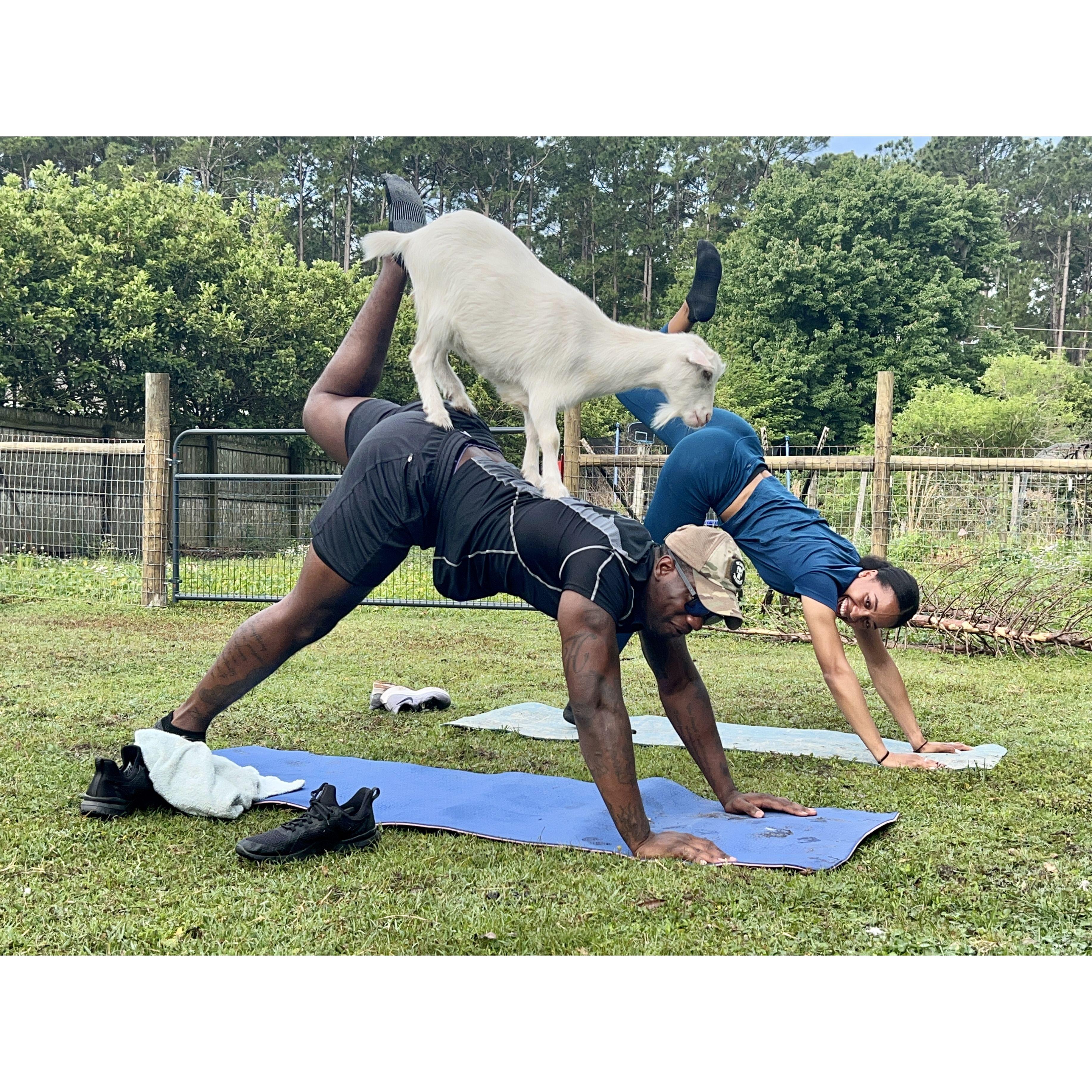 Goat yoga!