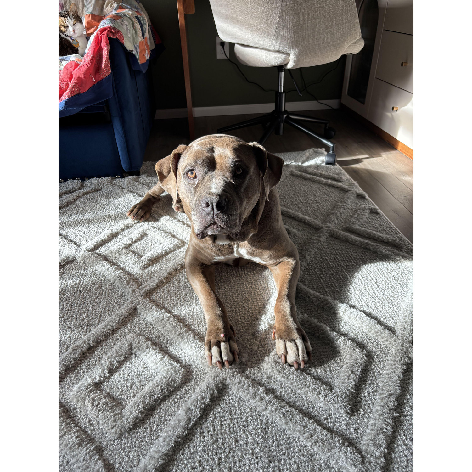 Harley