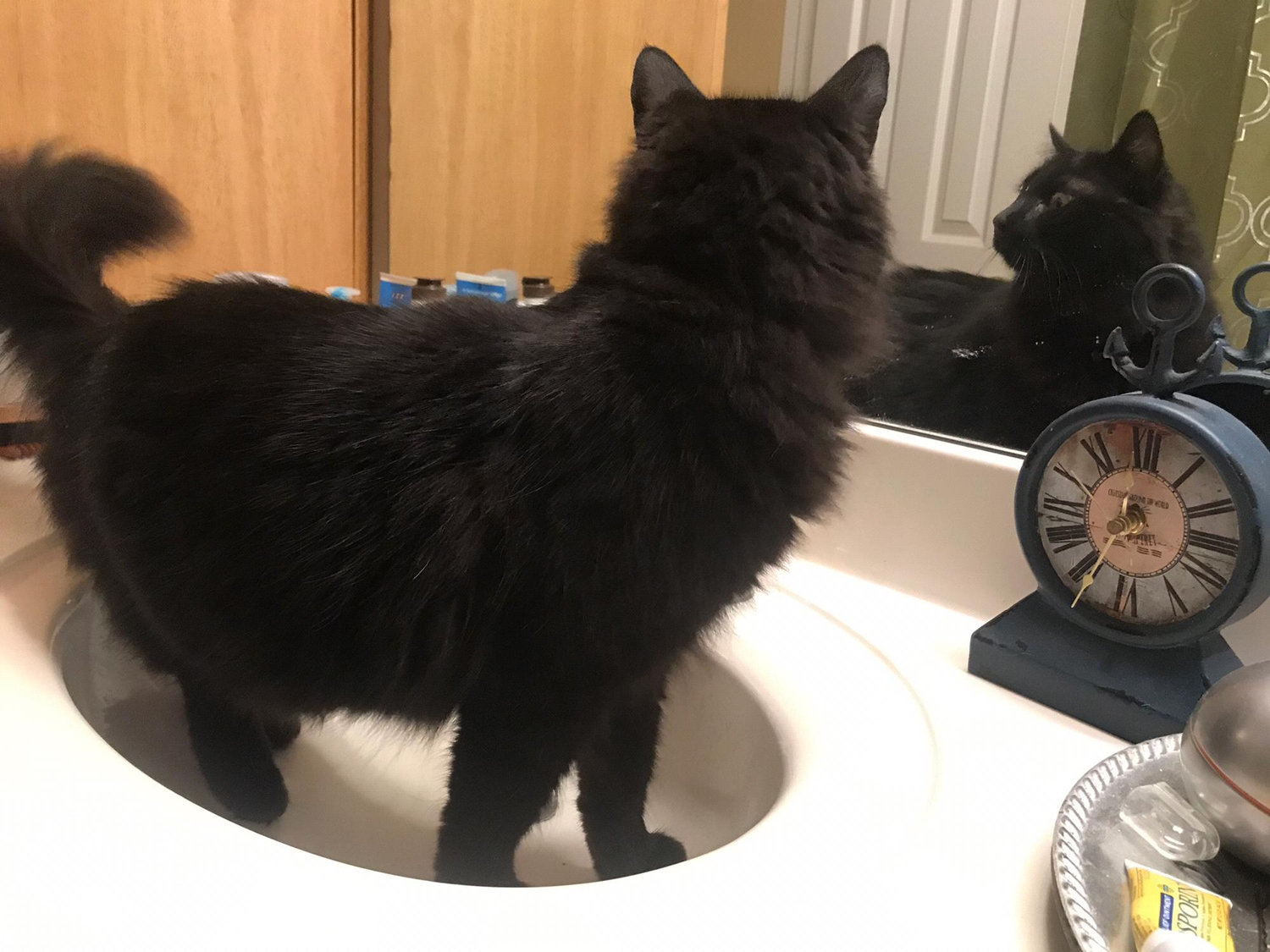 Kami Cat loves investigating and drinking from bathroom sinks.