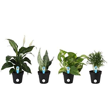 Costa Farms Clean Air - O2 For You For You Live House Plant Collection 4-Pack, Assorted Foliage, 4-Inch, Green