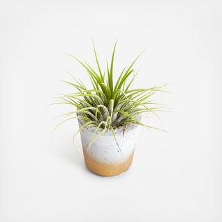 Mini Barrel Classic Planter with Air Plant