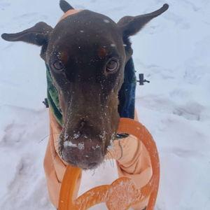 Dog food & vet bills for Benson!