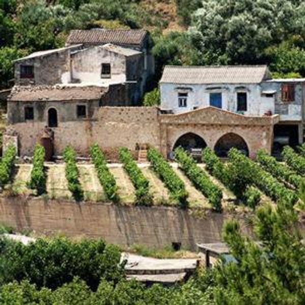 Wine Tasting at Cretan Winery