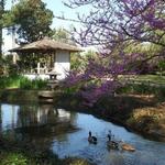 Japanese Garden