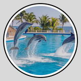 Swimming with Dolphins