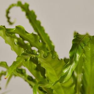 Bird’s Nest Fern