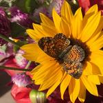 Eau Claire Downtown Farmers Market