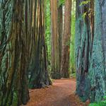 Jedediah Smith Redwoods State Park