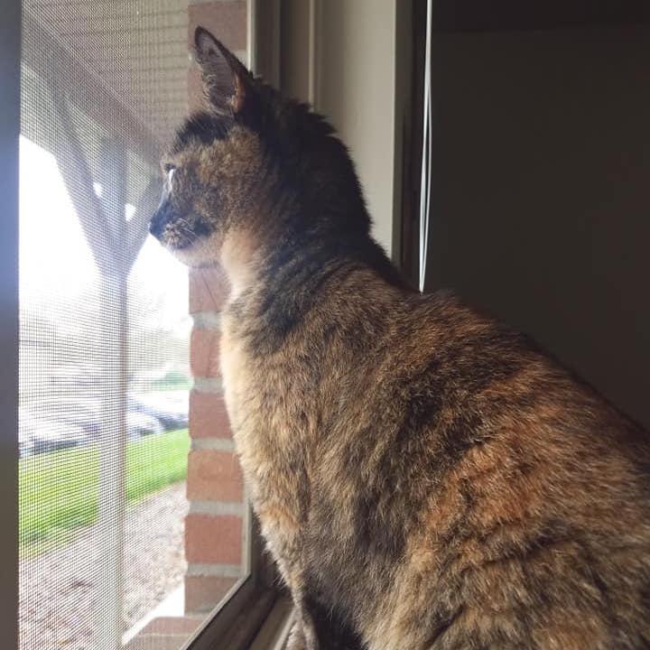 Maya's gotcha day - May 19, 2020
