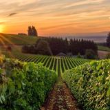 Willamette Valley Wine Country