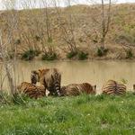 The Wildlife Refuge