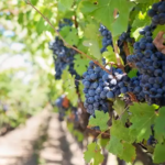 Paso Robles Wineries