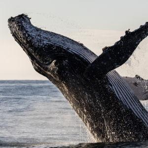 Whale Watching Excursion-Honeymoon