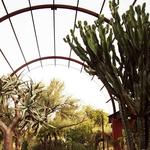 Desert Botanical Garden