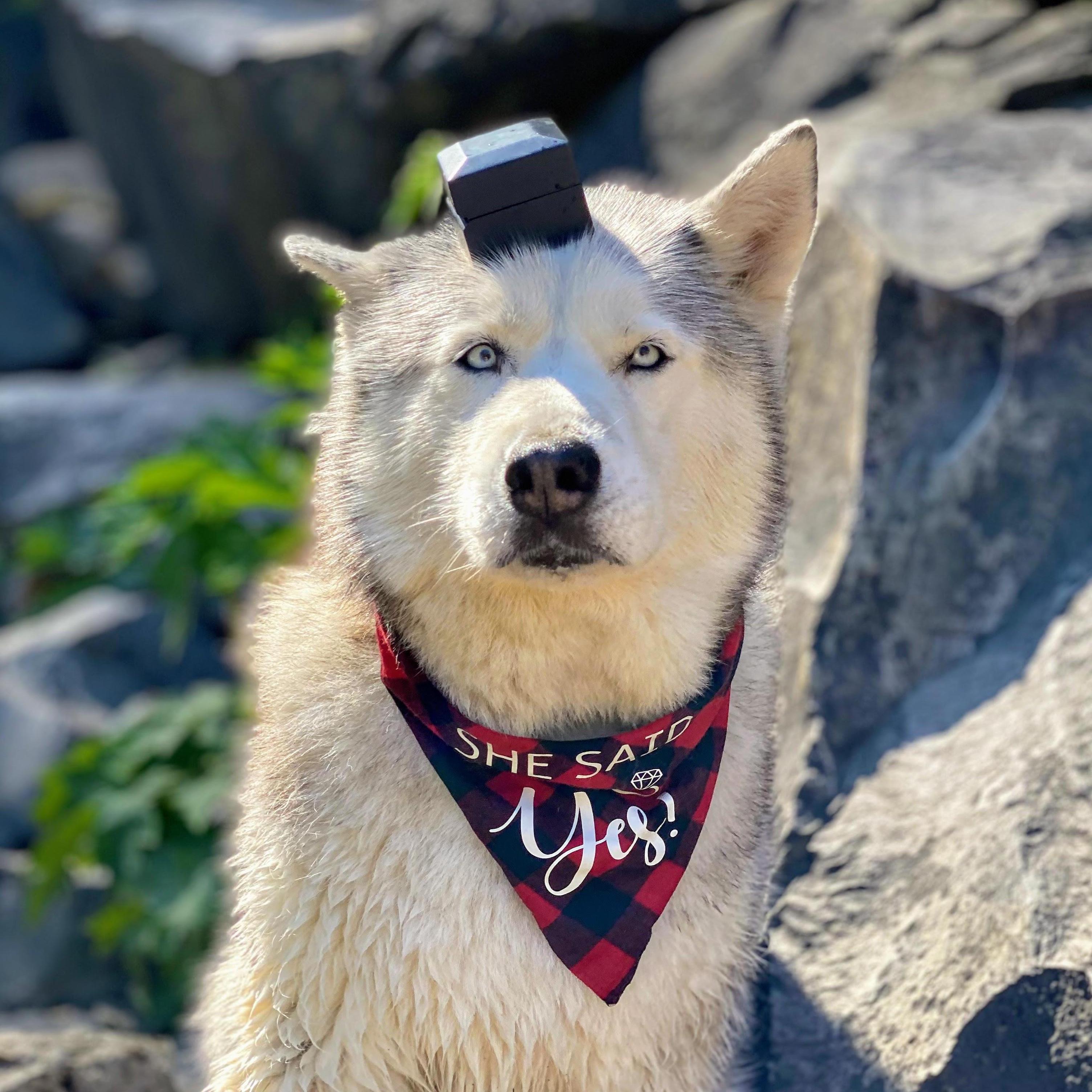 Our handsome ring bearer - Bandit the Husky