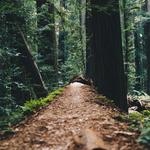 Avenue of the Giants