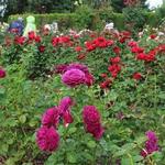 Portland Rose Garden