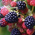Pick Wild Blackberries