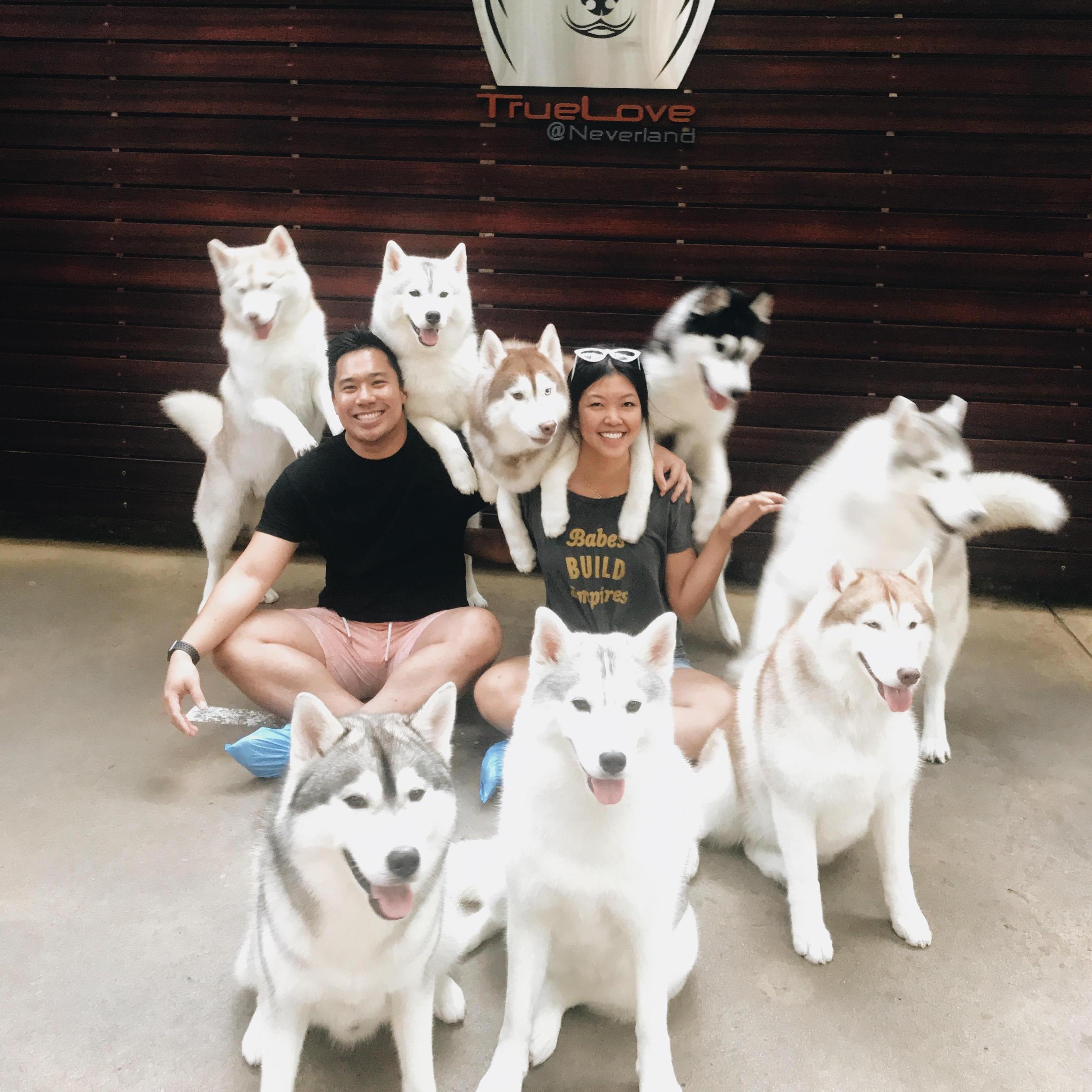 Husky cafe in Bangkok - the huskies look photoshopped but we assure you they're real