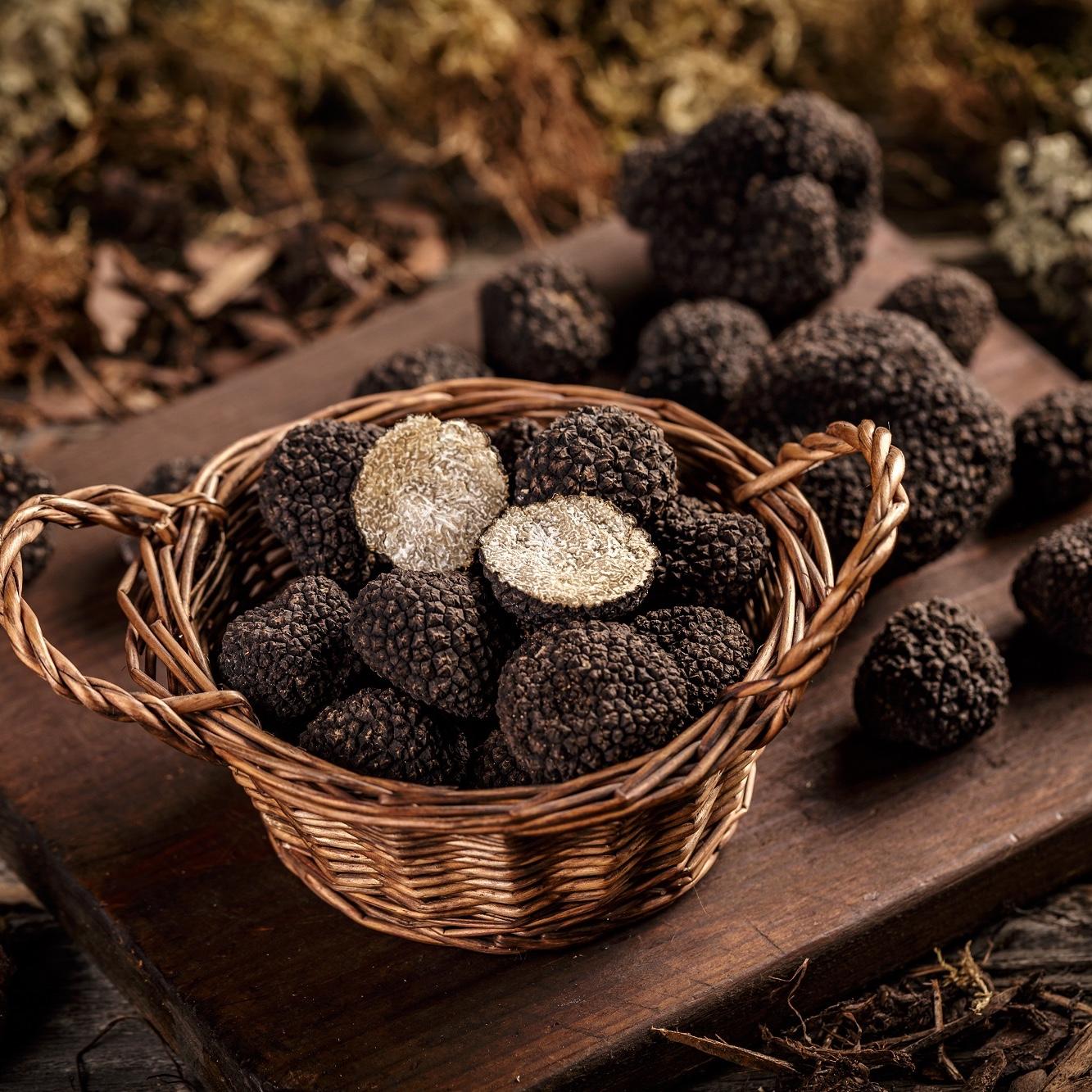 Caza de Trufas con Cena - Il Borro