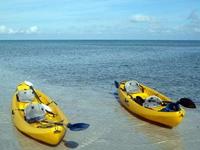 Sea Life Kayak Tour