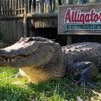 St. Augustine Alligator Farm Zoological Park