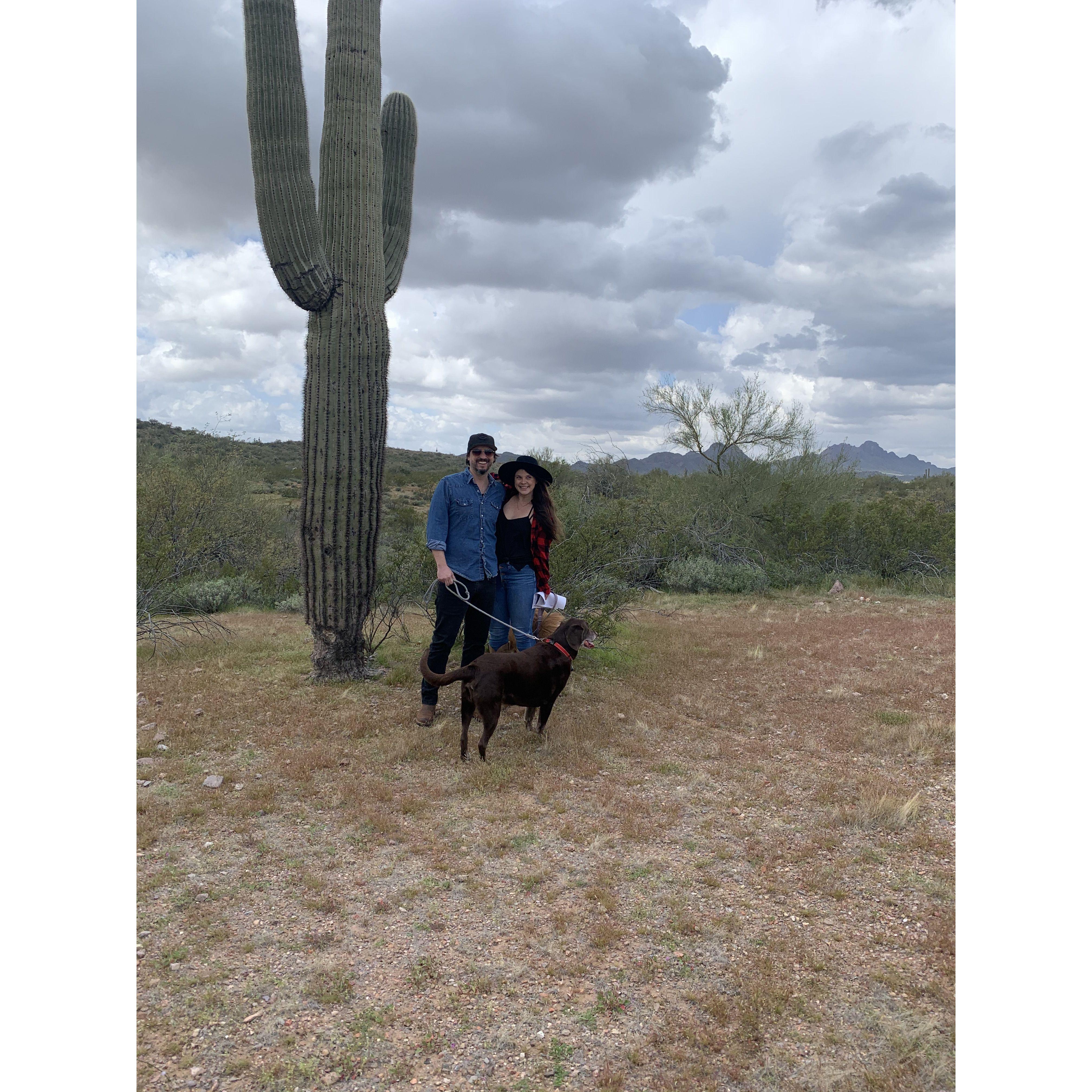 Saguaro