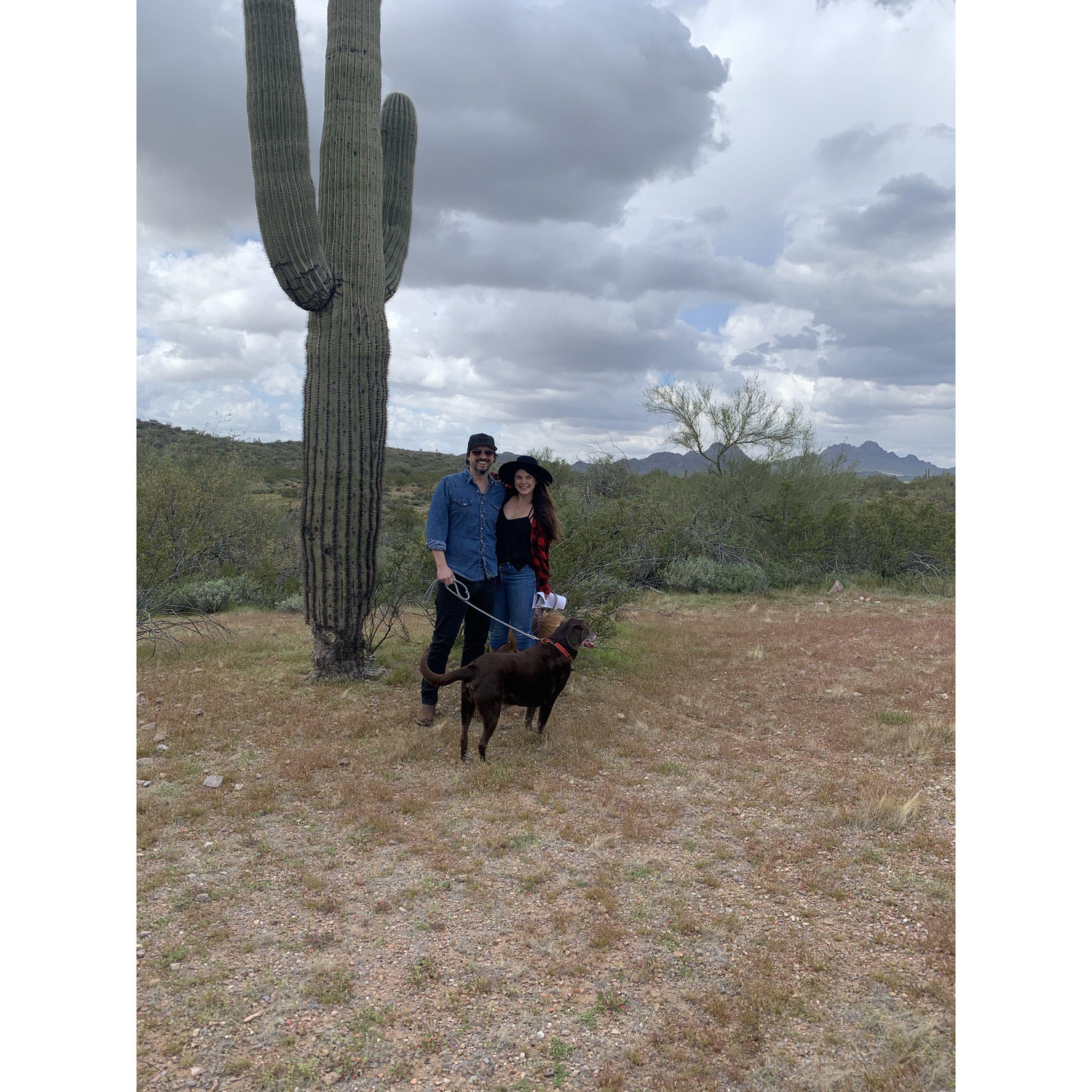 Saguaro