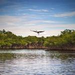 J.N. "Ding" Darling National Wildlife Refuge