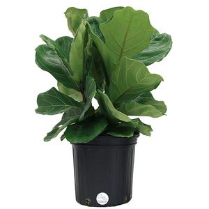 Delray Plants - Costa Farms Live Ficus Lyrata, Fiddle-Leaf Fig, Indoor Tree - Floor Plant, 2-Feet Tall, Ships Fresh From Our Farm