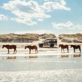 See the Wild Horses