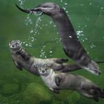 Sequoia Park Zoo
