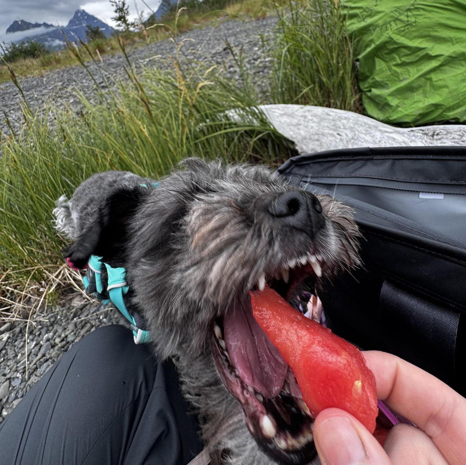 Maisey once again munching HARD on melon.