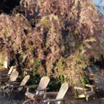Croteaux Vineyards