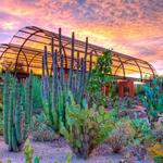 Desert Botanical Garden