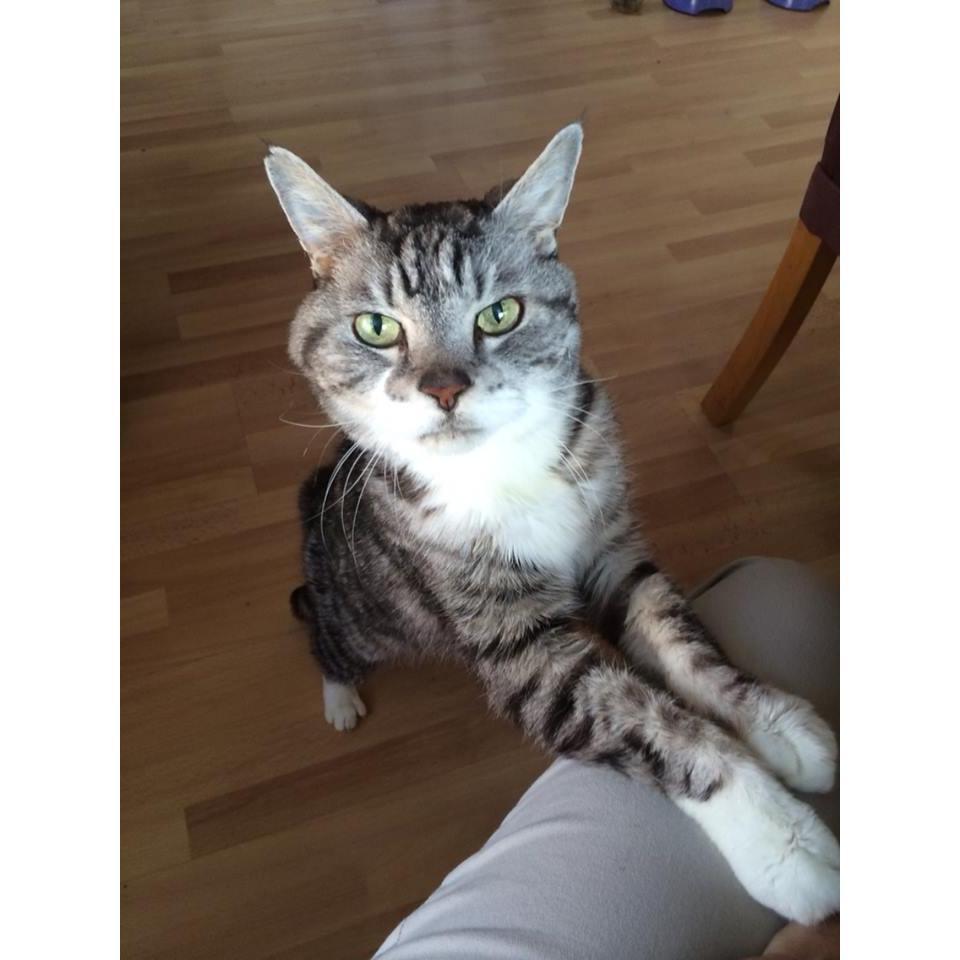 Rex, the family cat- who was Tasha’s, was with us until March 2015.