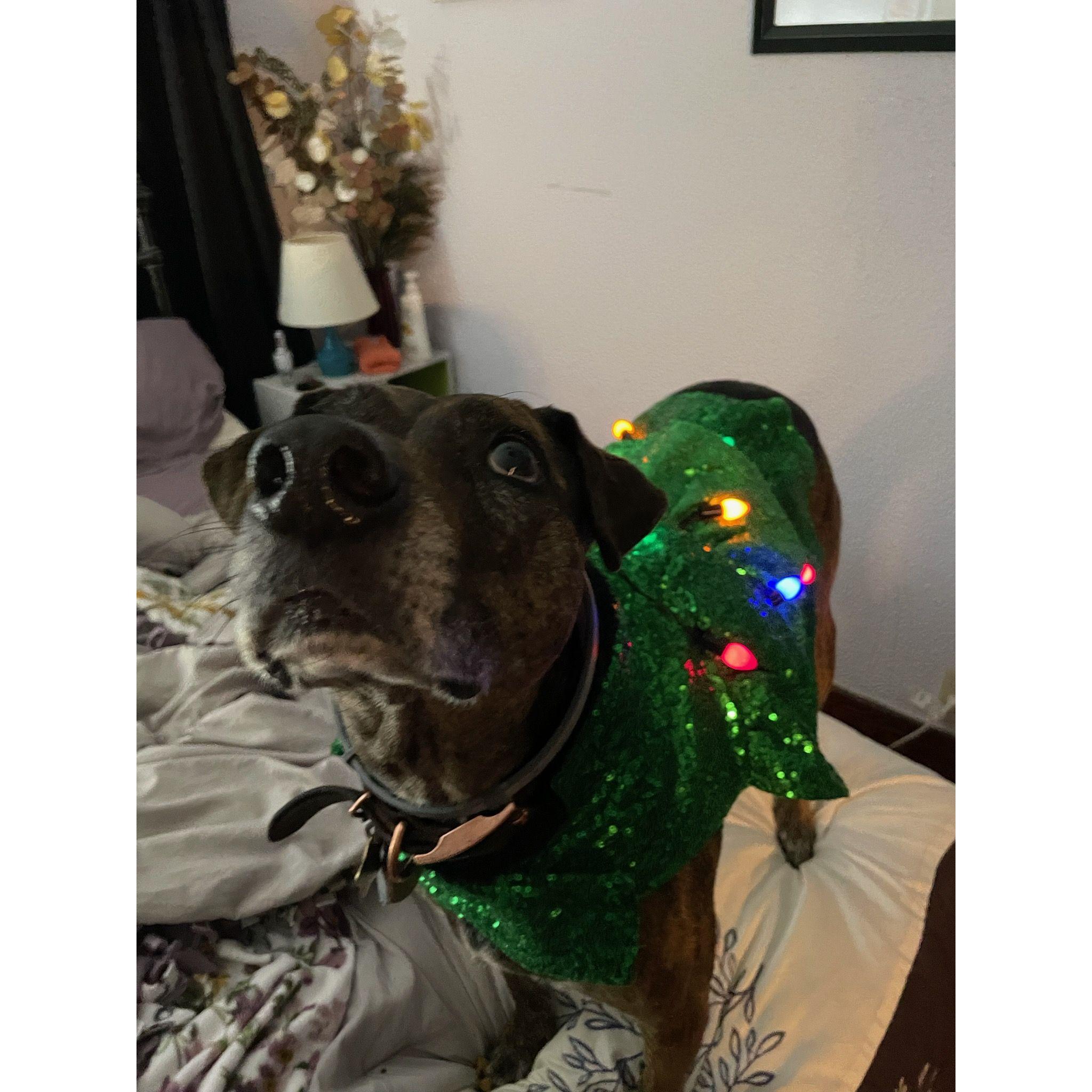 Jasmine loves to dress for the occasion. Sadly, she will not be in attendance at the wedding, due her incessant barking.