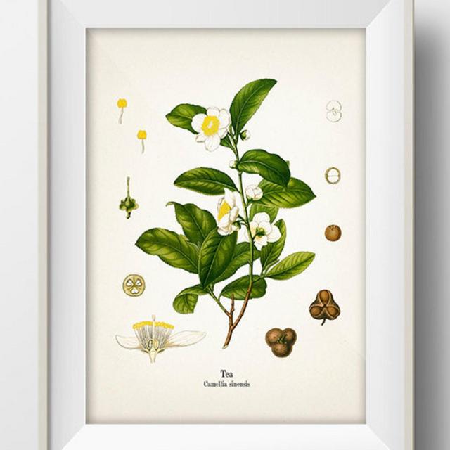 Vintage Tea Print - KO-23 - Fine art prints of Kohler's vintage academia botanical illustration drawings