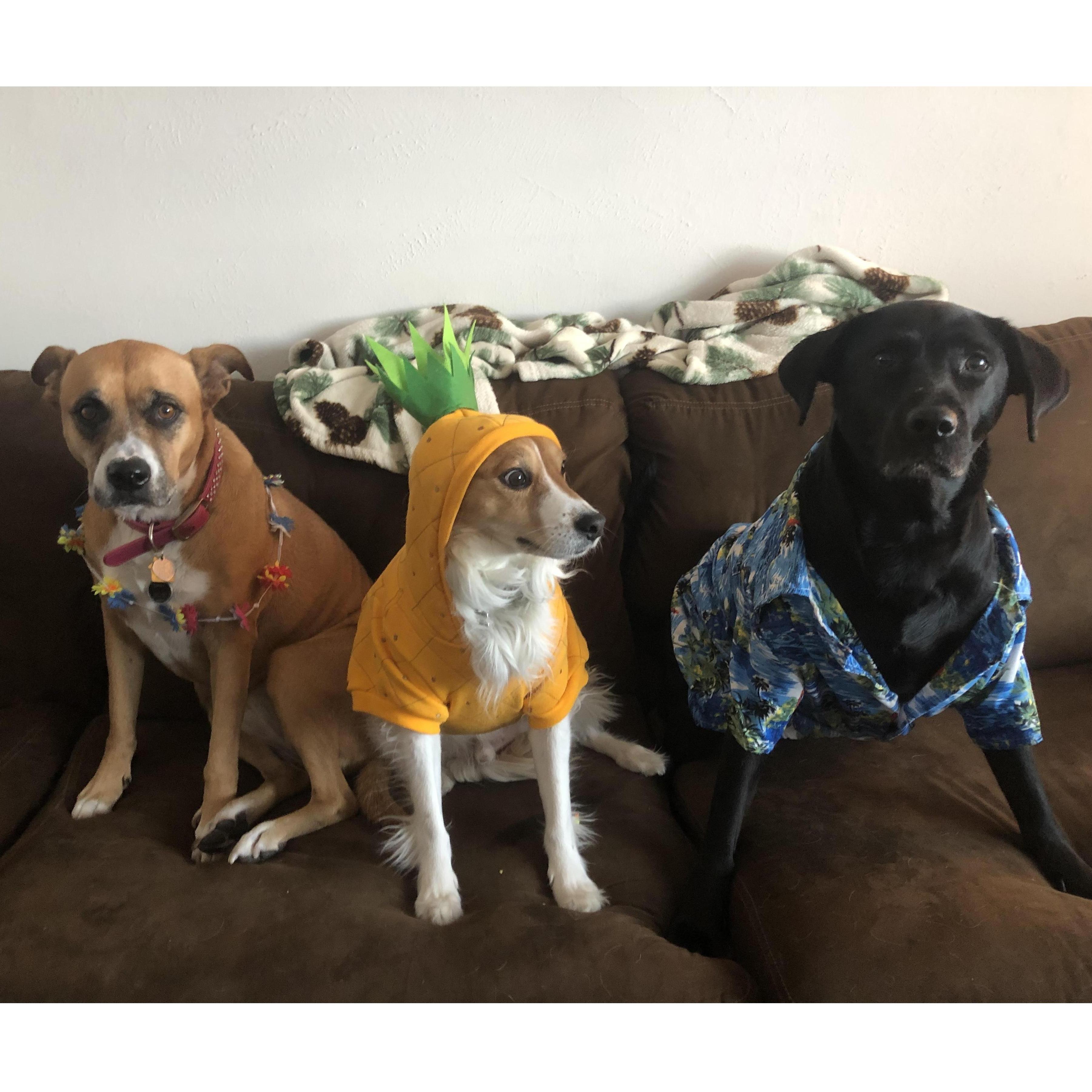 Daisy, Nigel, and Nellie - our house is a zoo!