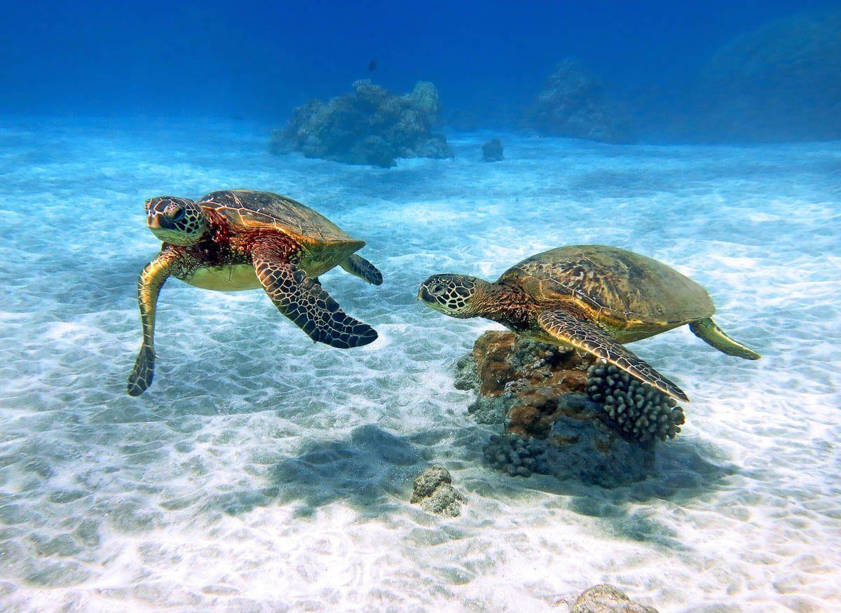 The Wedding Website of Scotty Wismer and Dani Yee