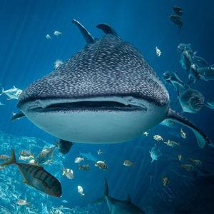 Whale shark diving on our honeymoon!