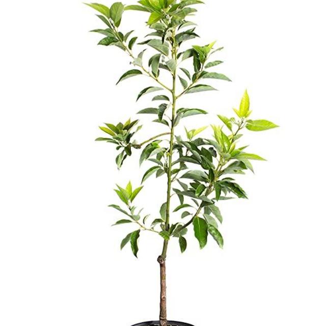 Brighter Blooms Cold Hardy Avocado Tree | Exotic, Delicious & Climate-Resilient | Greenhouse-Grown, Grafted (not Seed Grown) for Earliest Fruit | No Shipping to AZ (3-4 ft.)