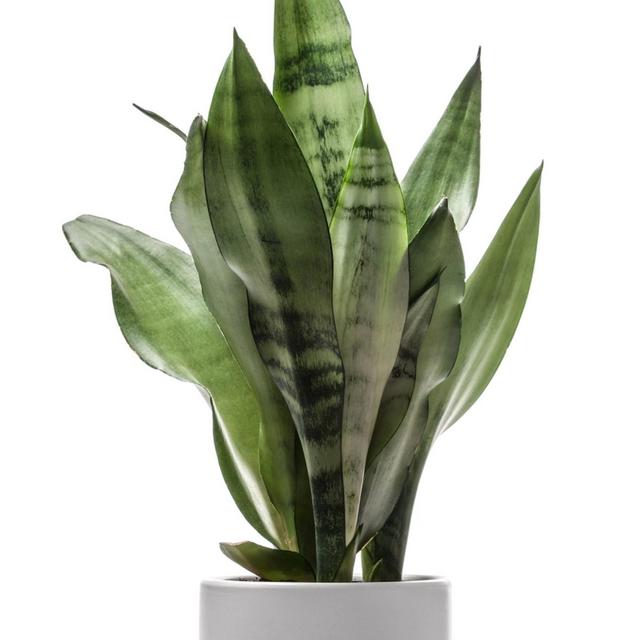 Snake Plant 'Laurentii' - National Plant Network