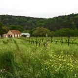 La Cruz de Comal Wines, Ltd.