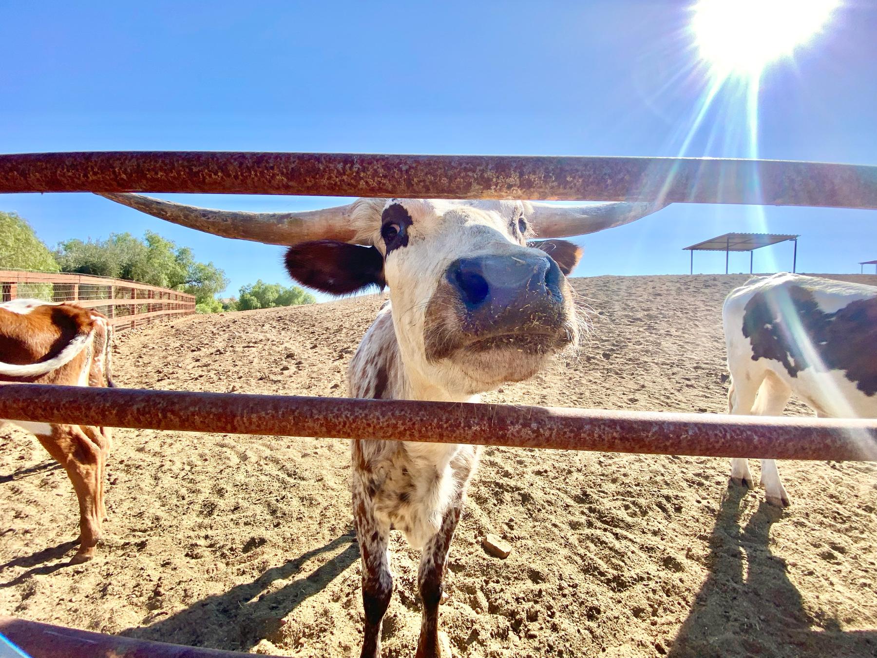 The Wedding Website of Saffron Snethen and Tyler Feniello