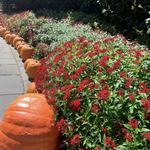 The Dallas Arboretum and Botanical Garden