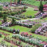 International Rose Test Garden