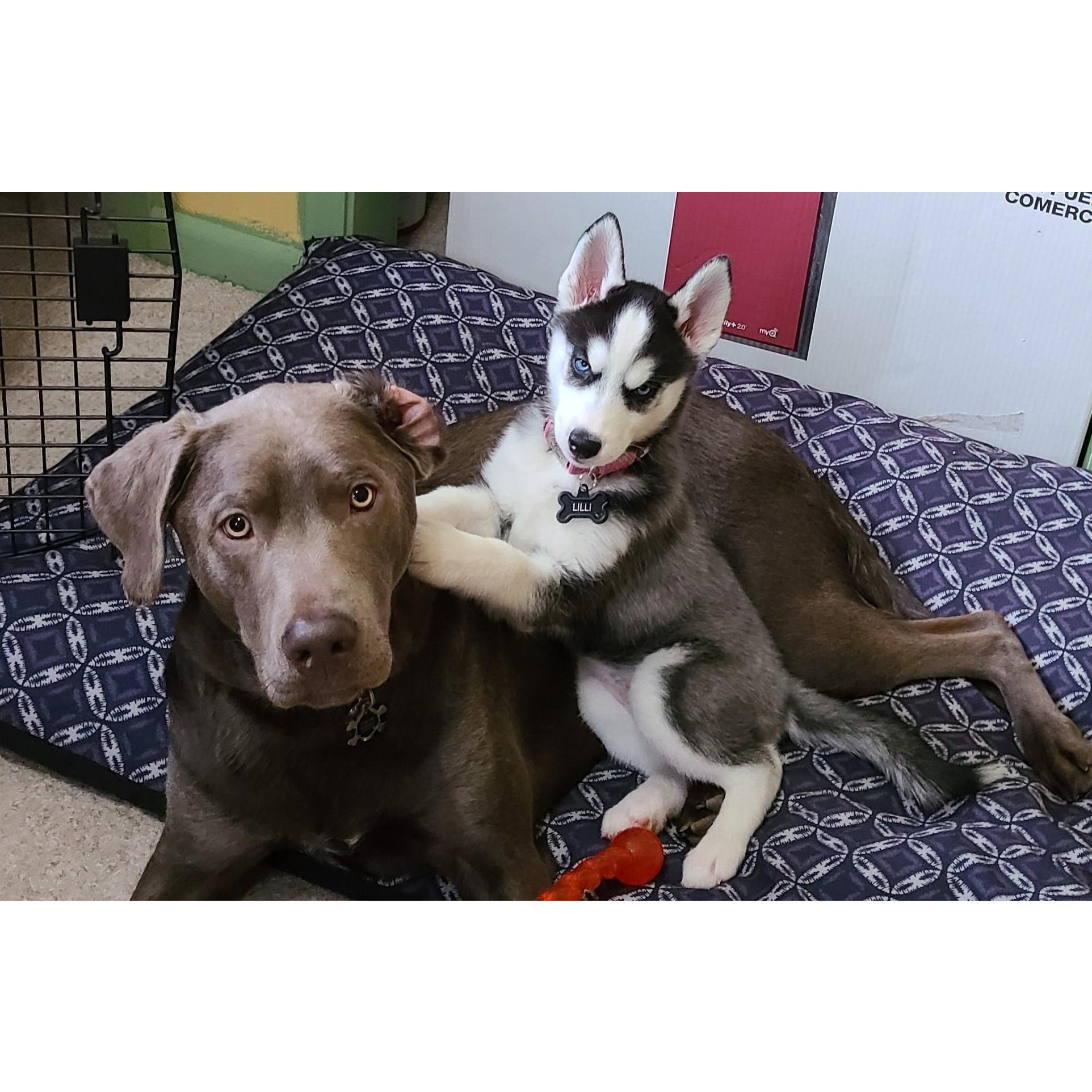 Lilli loves playing with her big sister Chloe!