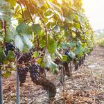 Vouni Panayia Winery