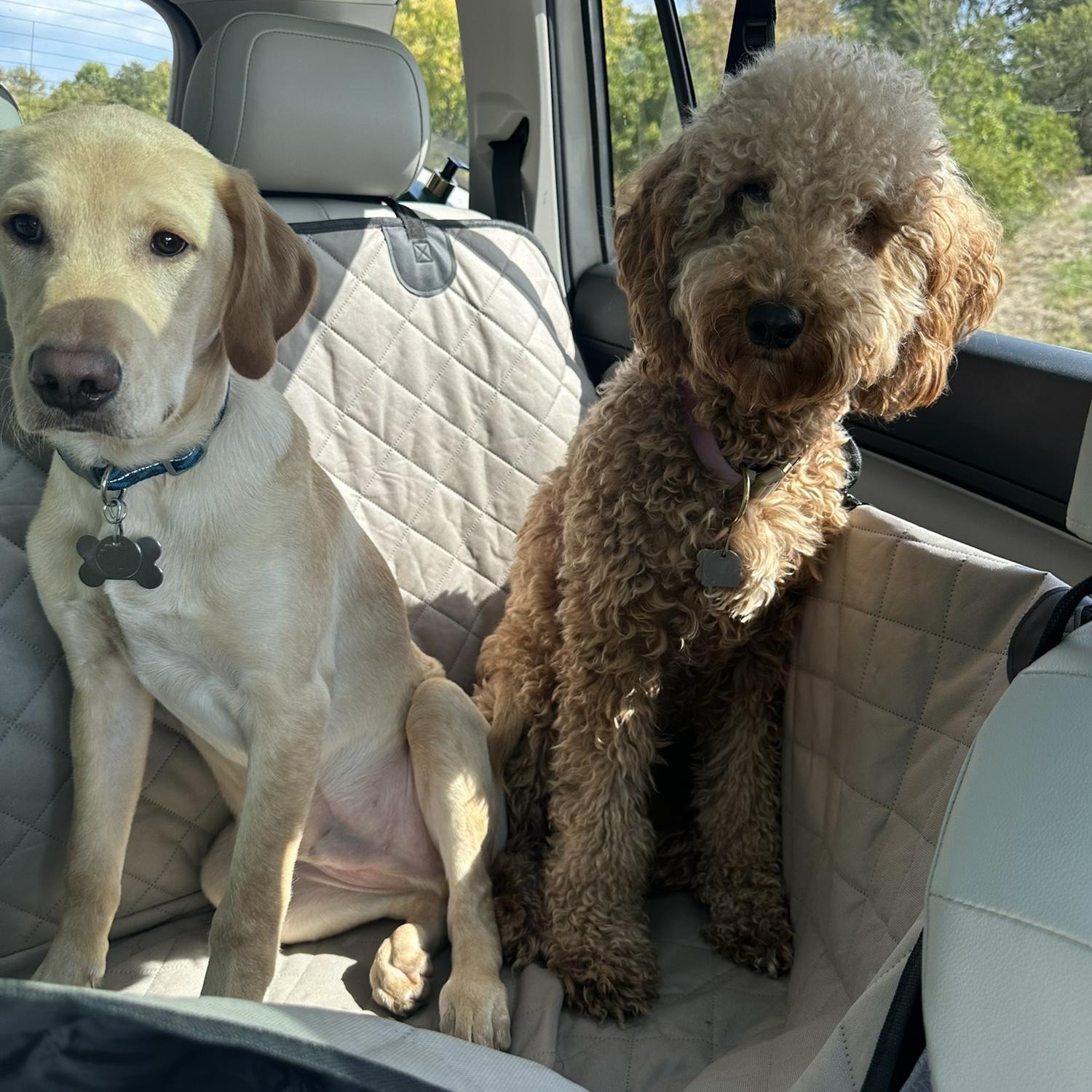 The Dog’s first road trip!!!